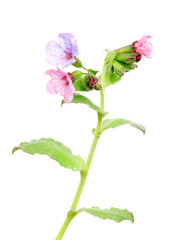 Lungwort medicinal (Pulmonaria officinalis)  isolated  on white
