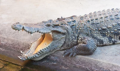 Crédence de cuisine en verre imprimé Crocodile Crocodile dangereux avec la bouche ouverte