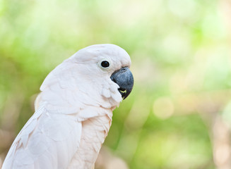 Yellow-crested Cockatoo (Cacatua sulphurea)