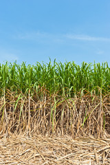 Sugar cane field in blue sky.