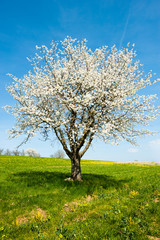 Fototapeta na wymiar blossoming tree in spring