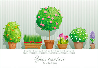 Pot plants - 40649518