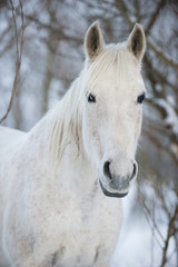 Obraz na płótnie Canvas biały portret konia