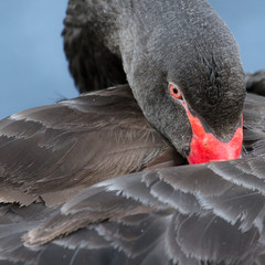 A black swan is sleeping © michaklootwijk