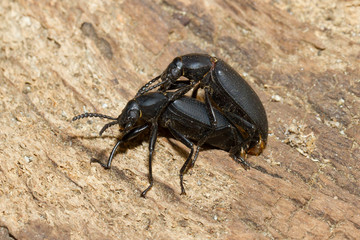 Pairing large black beetles