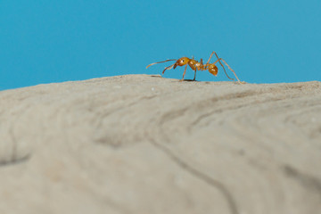 A leaf cutter ant