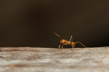 A leaf cutter ant