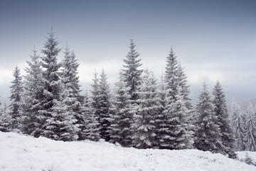 Fototapeta na wymiar Drzewa zimą