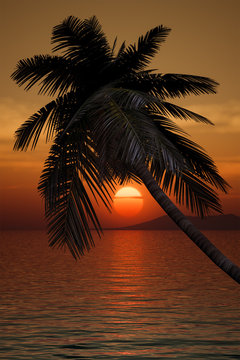Fototapeta palm tree sunset