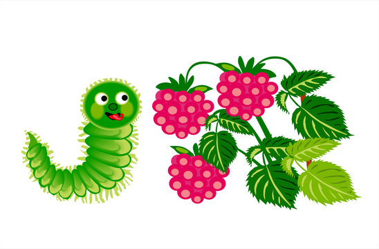 Caterpillar with raspberry