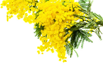 mimosa flower