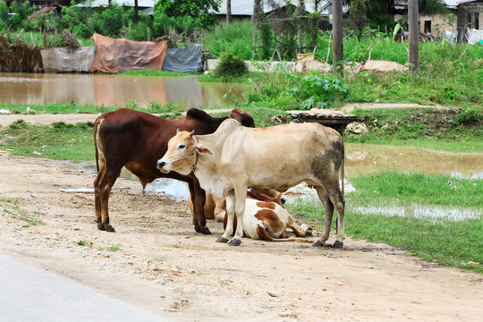 Cows resting near the village street.