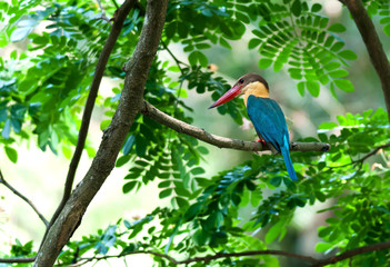 Stork billed Kingfisher,Perched,Tree branch,green leaves,waiting
