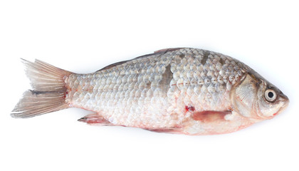 Fresh fish isolated on white