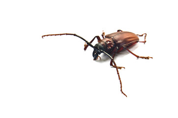 Megopis costipennis a beetle on a white background.