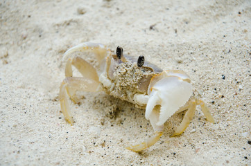 crab on the beach