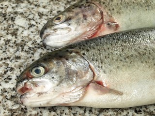 Two trouts, closeup