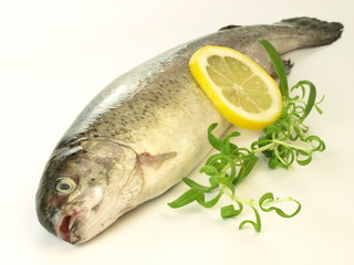 Trout, isolated