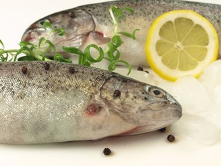 Trouts