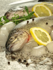 Trout for preparation, closeup