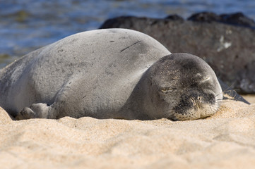 Naklejka premium Monk Seal In Hawaii
