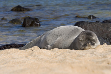 Naklejka premium Sleeping Monk Seal In Kauai