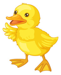 cute cartoon duck