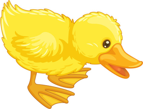 Duck Clipart Images – Browse 11,495 Stock Video | Adobe Stock