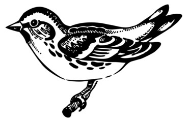Siskin bird, hand-drawn illustration