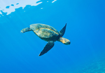 Sea Turtle