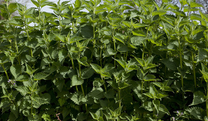 ısırgan- nettle
