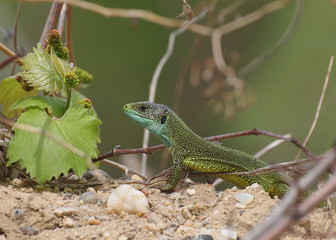 European Green Lizard, Lacerta viridis
