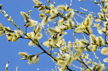 kittens in spring blooming tree branch blue sky