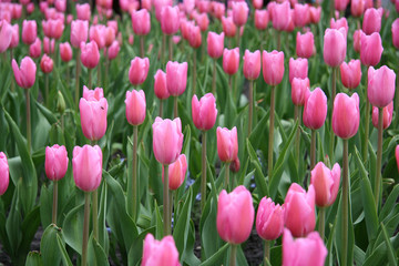 Obraz premium Tulips in Kiev