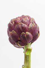 Obraz premium Artischocke