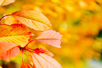 Fototapeta na wymiar autumn orange leafs background
