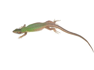 European Green Lizard isolated on white background