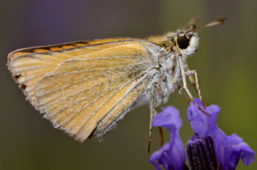 Macro of profile skipper butterfly on blue flower