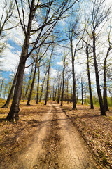 Obraz premium Dirt road in the forest