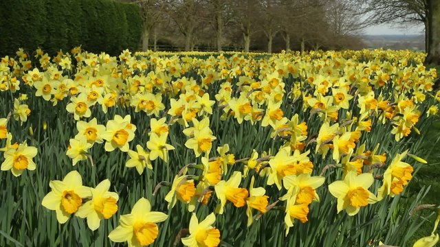 Vibrant Daffodils