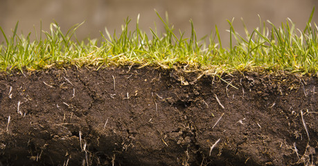 Green grass
