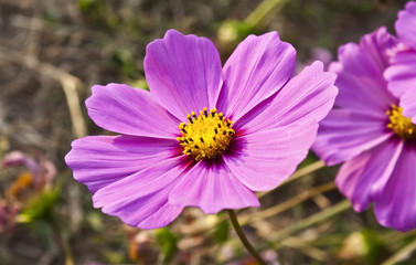 pink cosmos flowers