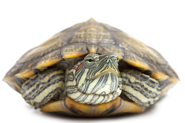 Obraz premium Portrait of a turtle close-up