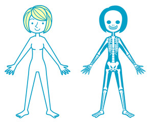 女性の骨格