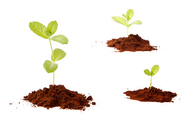 Green leaves in different phases on White background