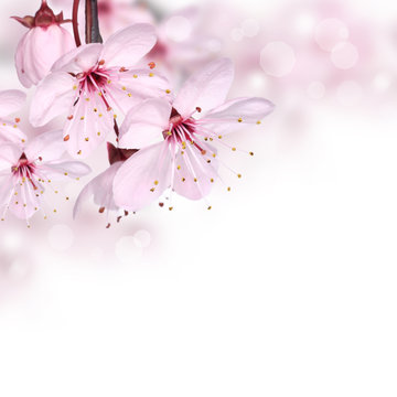 Pink spring blossom design border background