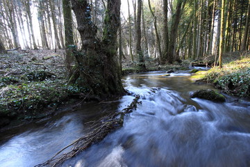 Fototapeta na wymiar eau vive en forêt
