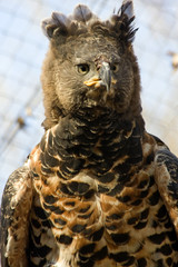 Fototapeta premium Crowned eagle (Stephanoaetus coronatus)