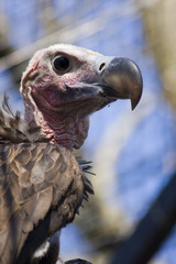 Lappet-faced vulture (Torgos tracheliotos)