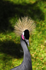 West African Crowned Crane